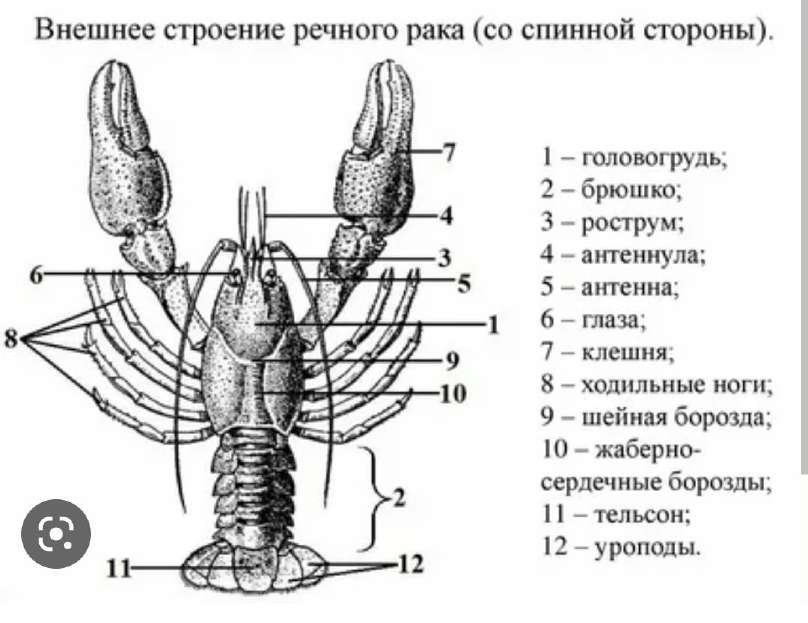 Речной рак — этап 1